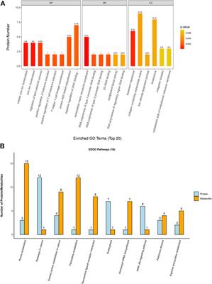 The mechanism of trans-δ-viniferin inhibiting the proliferation of lung cancer cells A549 by targeting the mitochondria